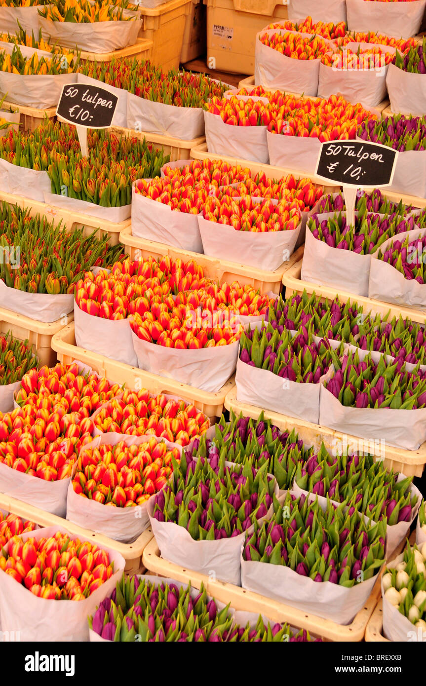 Tulipes sur le traditionnel marché aux fleurs du centre-ville d'Amsterdam, Hollande, Pays-Bas, Europe Banque D'Images