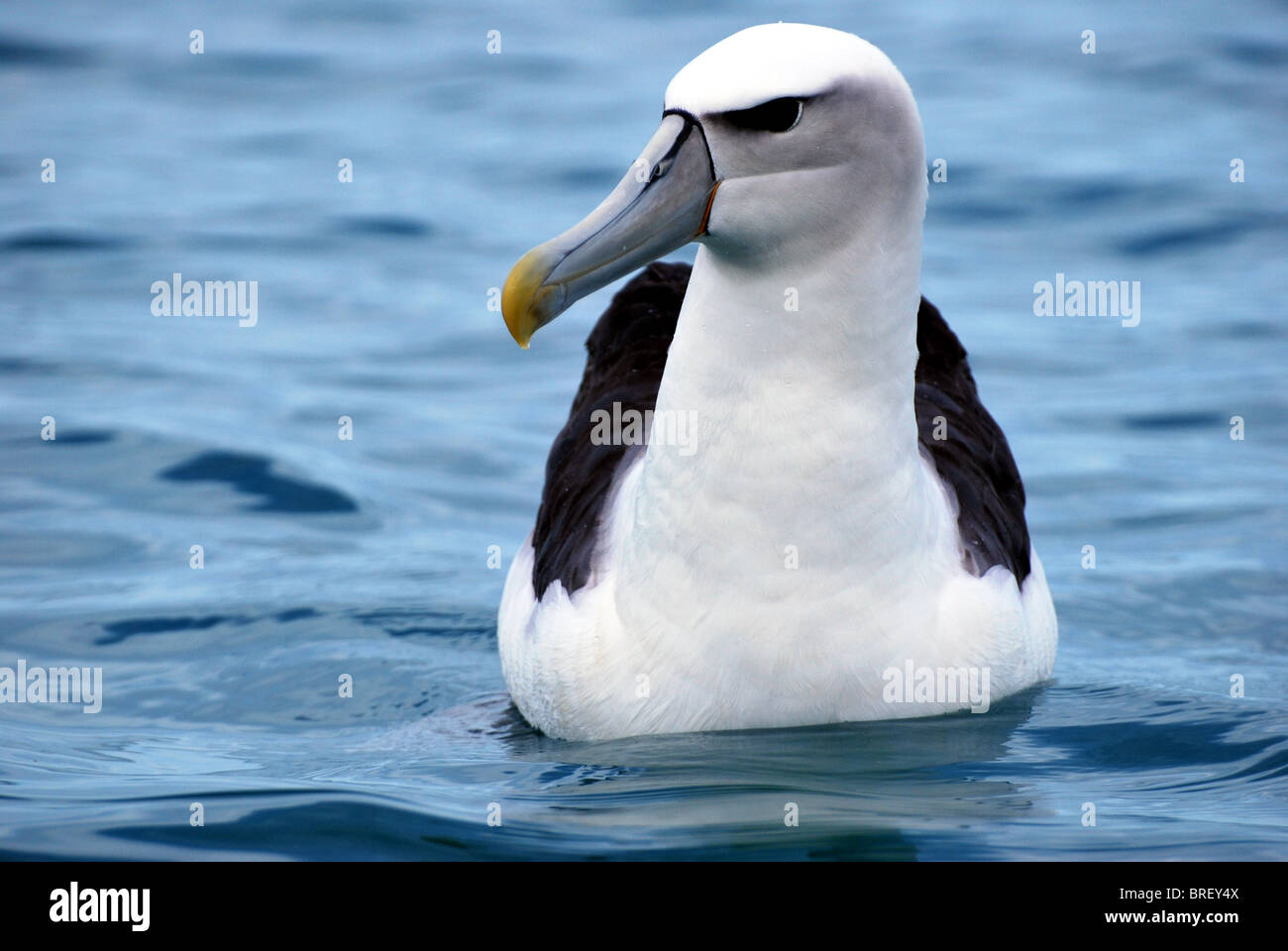 Albatros à cape blanche à Kaikoura Banque D'Images