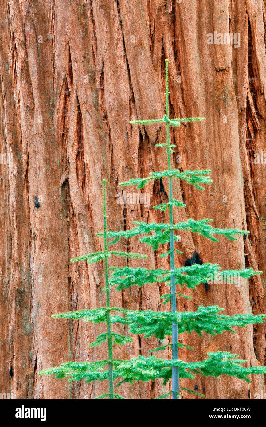 Sapin petit arbre qui pousse à côté de séquoia géant (Sequoiadendron giganteum) Sequoia National Park, Californie Banque D'Images