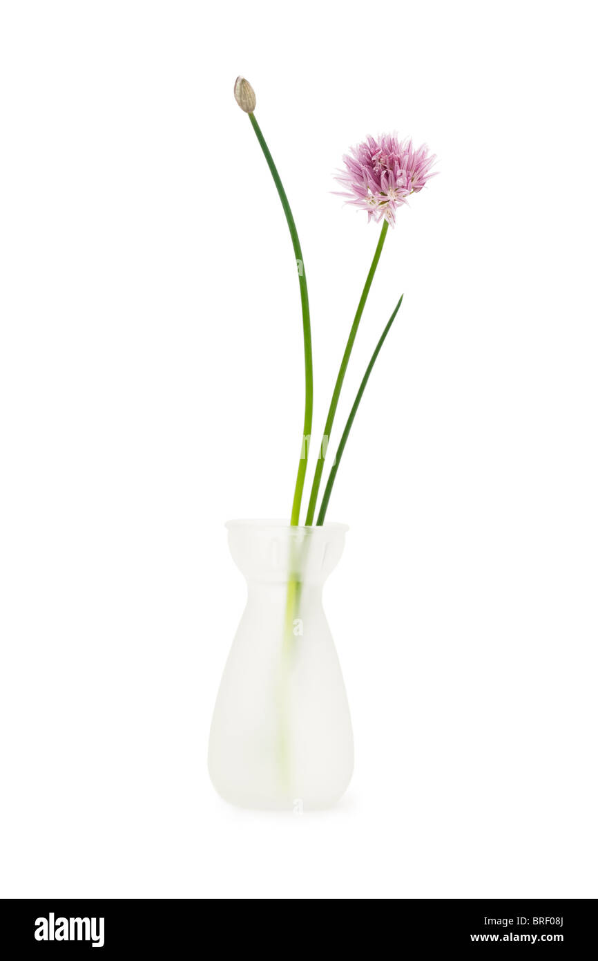 La ciboulette dans un vase blanc isolé sur fond blanc avec clipping path Banque D'Images