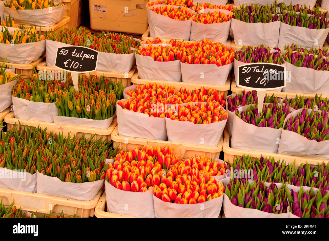 Tulipes sur le traditionnel marché aux fleurs du centre-ville d'Amsterdam, Hollande, Pays-Bas, Europe Banque D'Images