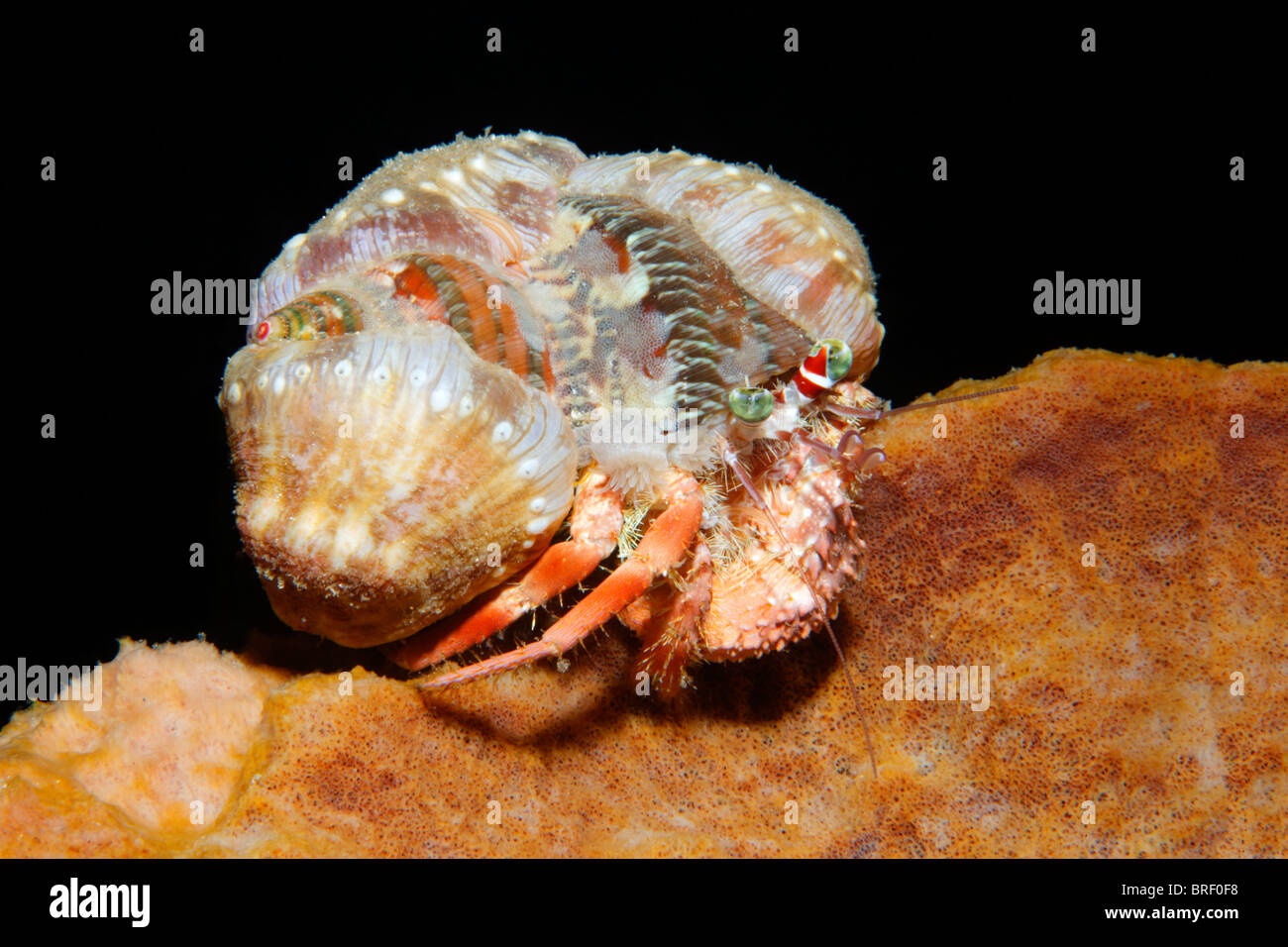 L'ermite (Dardanus sp.) avec les anémones de mer fermée sur sa coquille, rampant sur une éponge, Gangga Island, Iles Bangka Banque D'Images