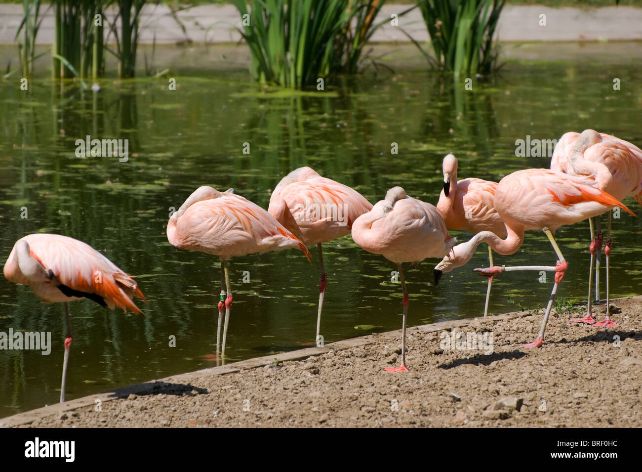 Flamant rose oiseaux de zoo de Varsovie Banque D'Images