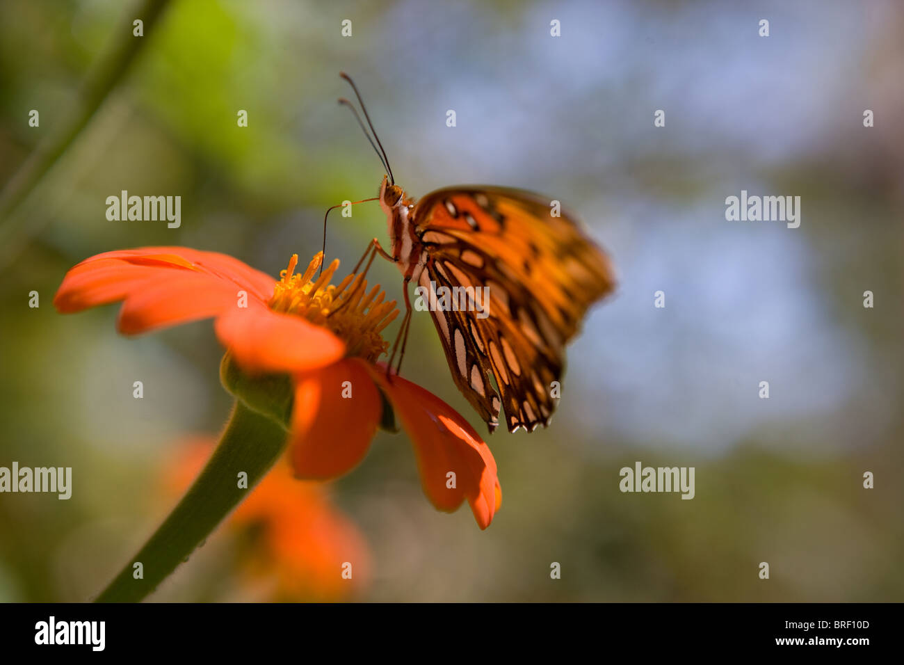 Libre d'un noir et l'orange papillon monarque sur une fleur zinnia Banque D'Images