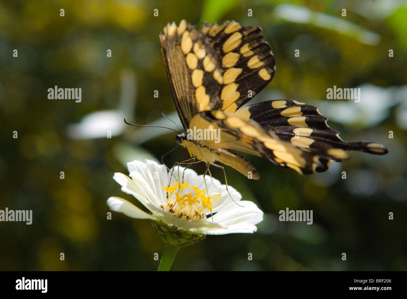 Grand swallowtail butterfly on a white zinnia fleur, nectar potable Banque D'Images