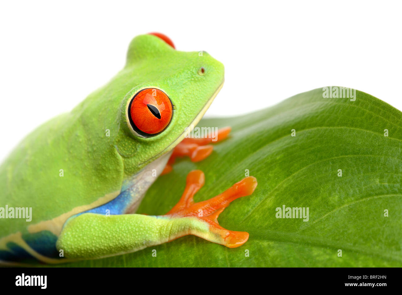 Grenouille sur une feuille libre isolé sur blanc - red-eyed tree frog agalychnis callidryas Banque D'Images