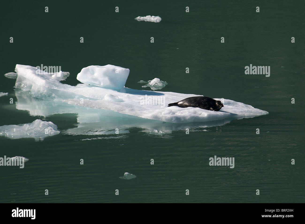 Joint sur la glace flottante fjord Tracy Arm Le passage de l'intérieur de l'Alaska États-Unis Banque D'Images