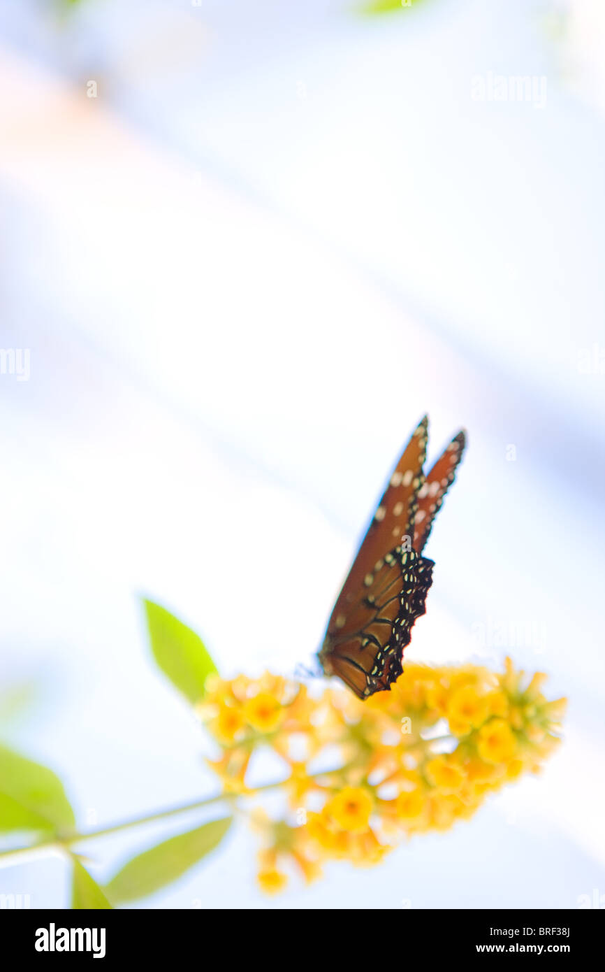 L'image de rêve d'un papillon monarque boire à partir d'un papillon jaune, le sud-ouest de bush USA Banque D'Images
