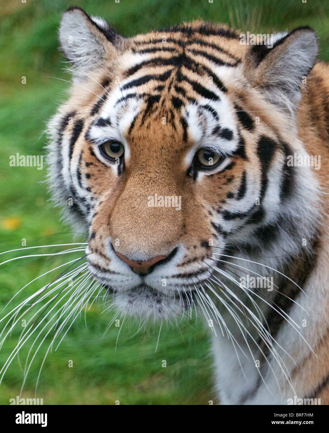 L'Amour (femelle) de Sibérie tiger à vers la caméra Banque D'Images