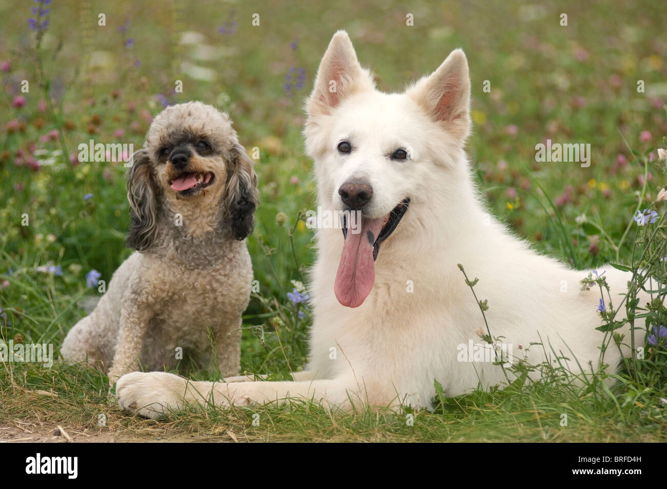 Berger Blanc Suisse et le caniche miniature Banque D'Images