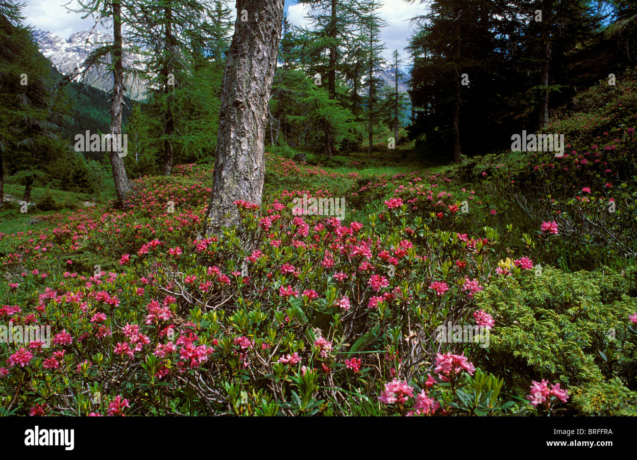 Alpenrose (Rhododendron ferrugineum) dans une forêt de mélèzes, Val Poschiavo, Bernina, Grisons, Suisse, Europe Banque D'Images