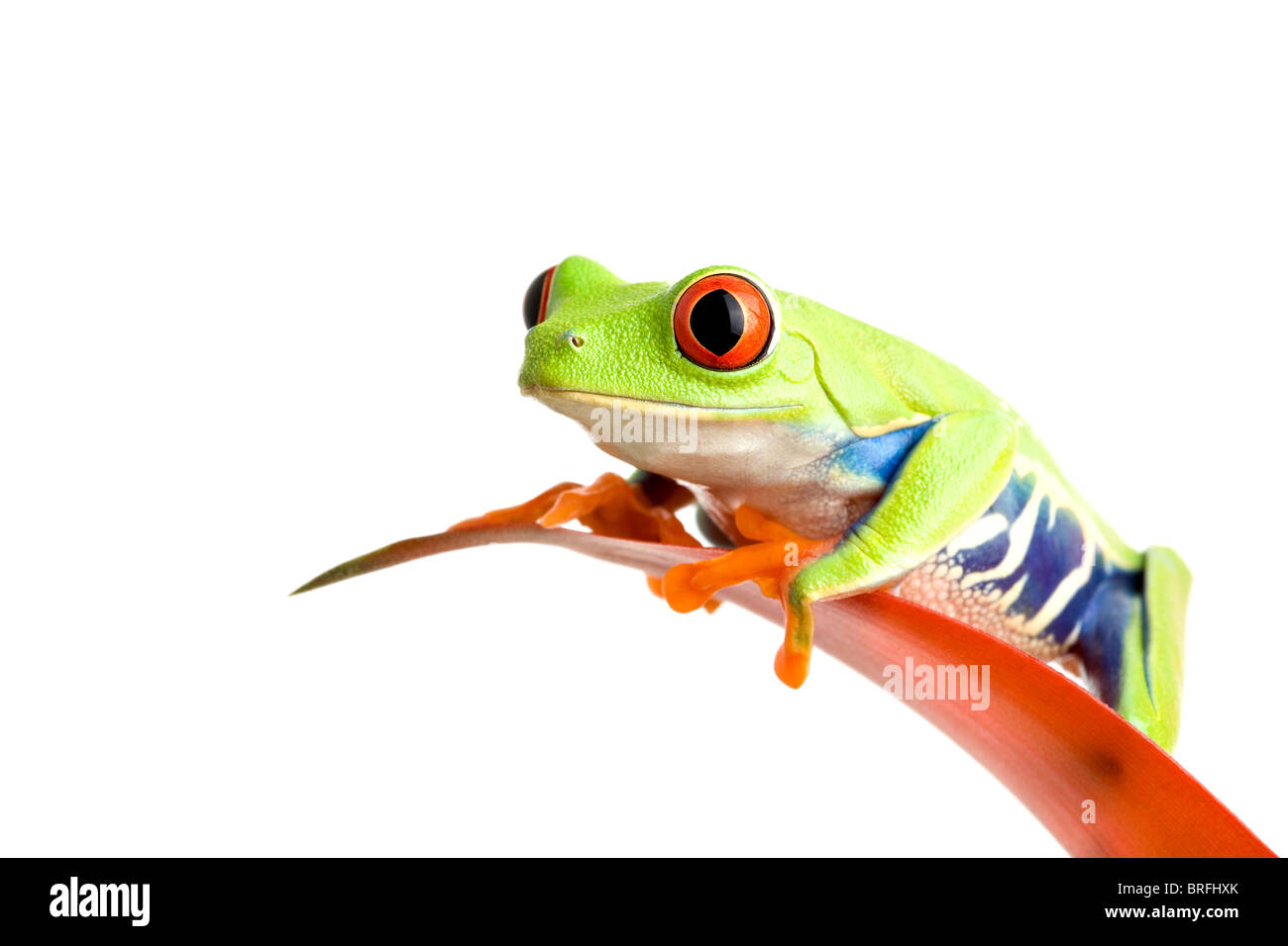 Grenouille sur une feuille isolated on white, une grenouille arboricole aux yeux rouges (agalychnis callidryas) perché sur la feuille d'un guzmania, libre. Banque D'Images