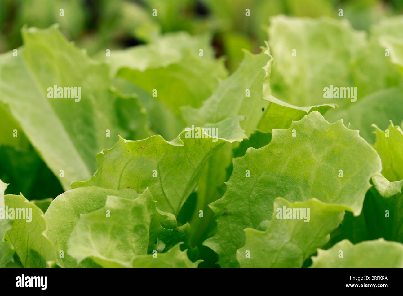 L'endive, Cichorium endivia, légumes feuilles appartenant à la famille Banque D'Images