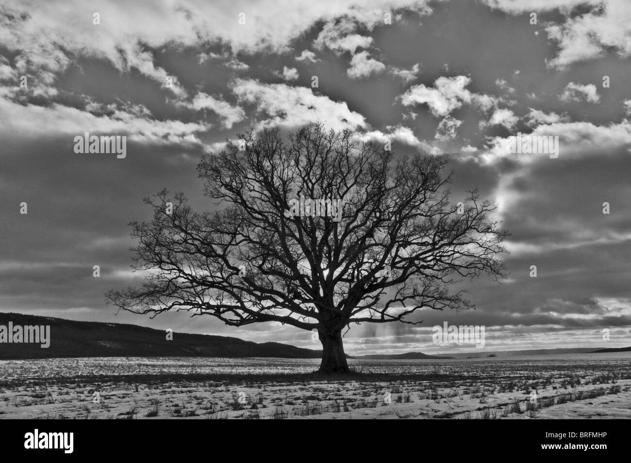 Un grand chêne en hiver, Centrale PA prise par Matt Ware. L'image est en noir et blanc. Banque D'Images