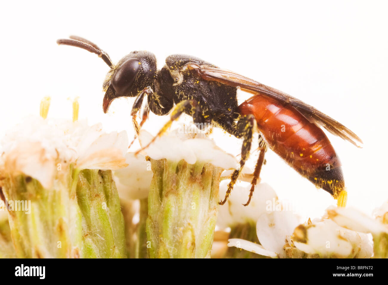 (Sphecodes albilabris abeille coucou) Banque D'Images