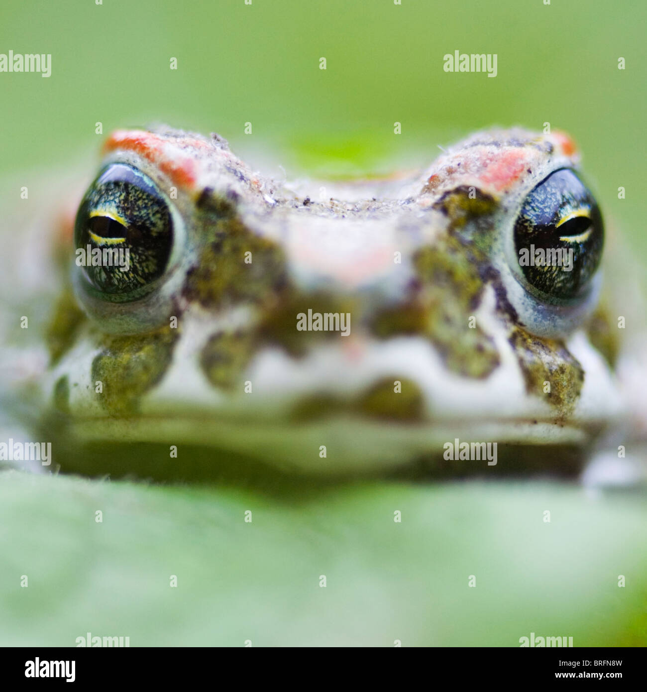 European Crapaud vert (Bufo viridis) Banque D'Images