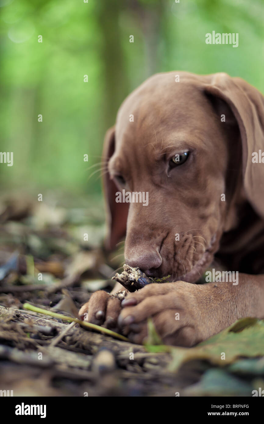 Chiot Vizsla devint un bâton à mâcher Banque D'Images