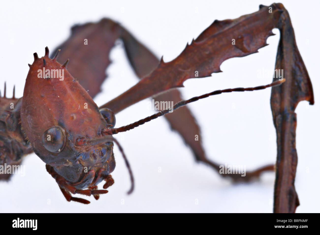 Extatosoma tiaratum Banque D'Images