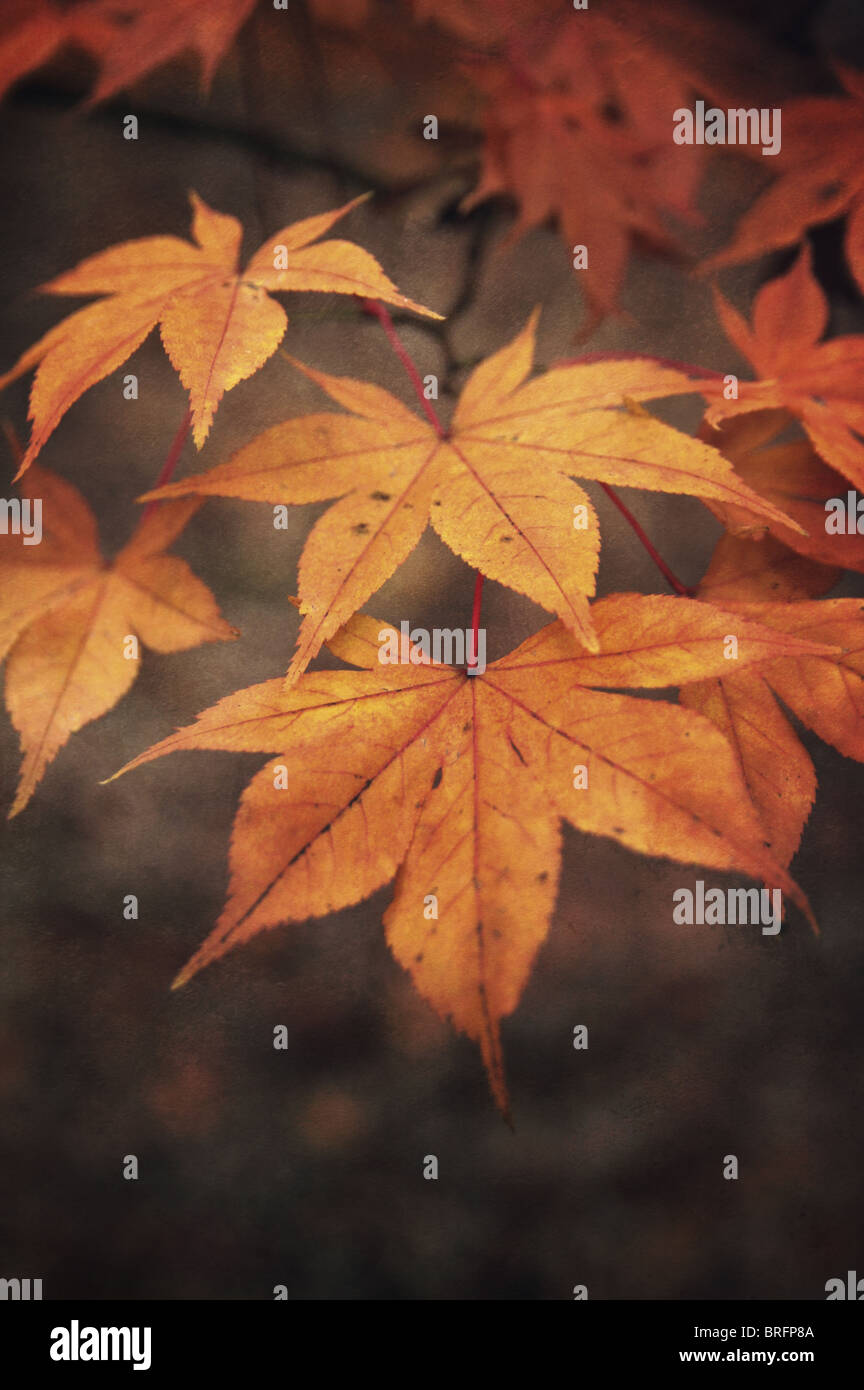 feuilles d’automne Banque D'Images