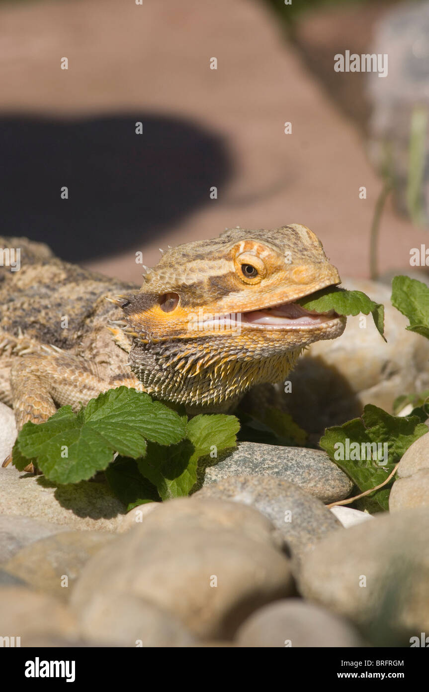 dragon barbu Banque D'Images