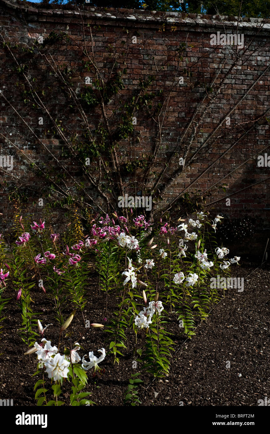 Lilium Speciosum en fleur Banque D'Images