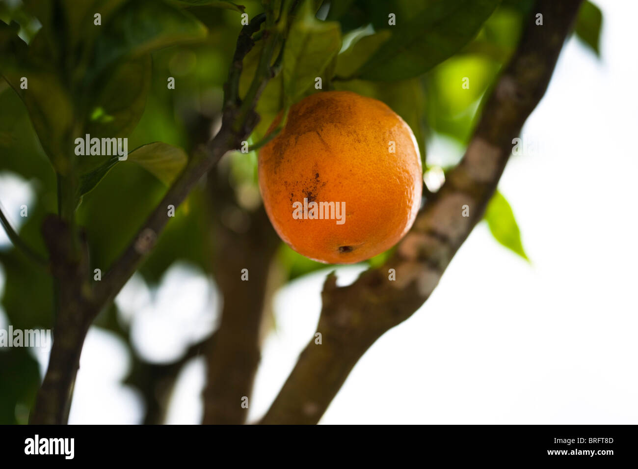 Orange, Citrus sinensis x 'St Michel' Banque D'Images