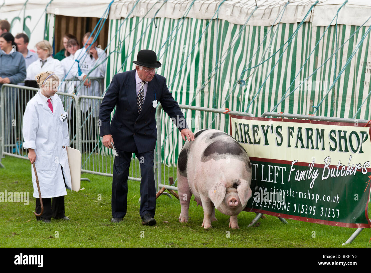 Juger un cochon à un salon de l'agriculture. La Westmorland Show Banque D'Images