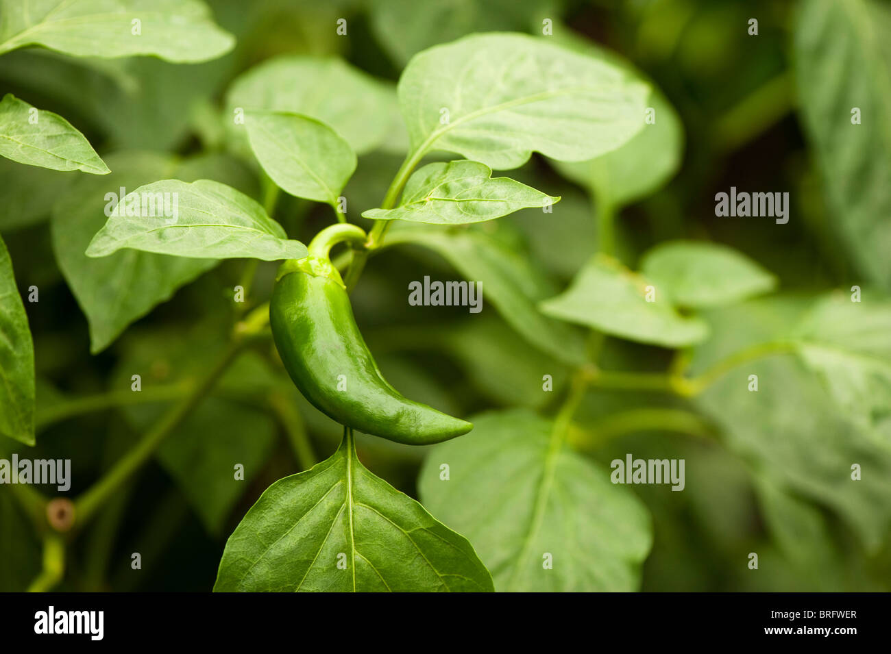 Red Bull's Horn, POIVRON Capsicum annuum 'Corno di Toro Rosso' Banque D'Images