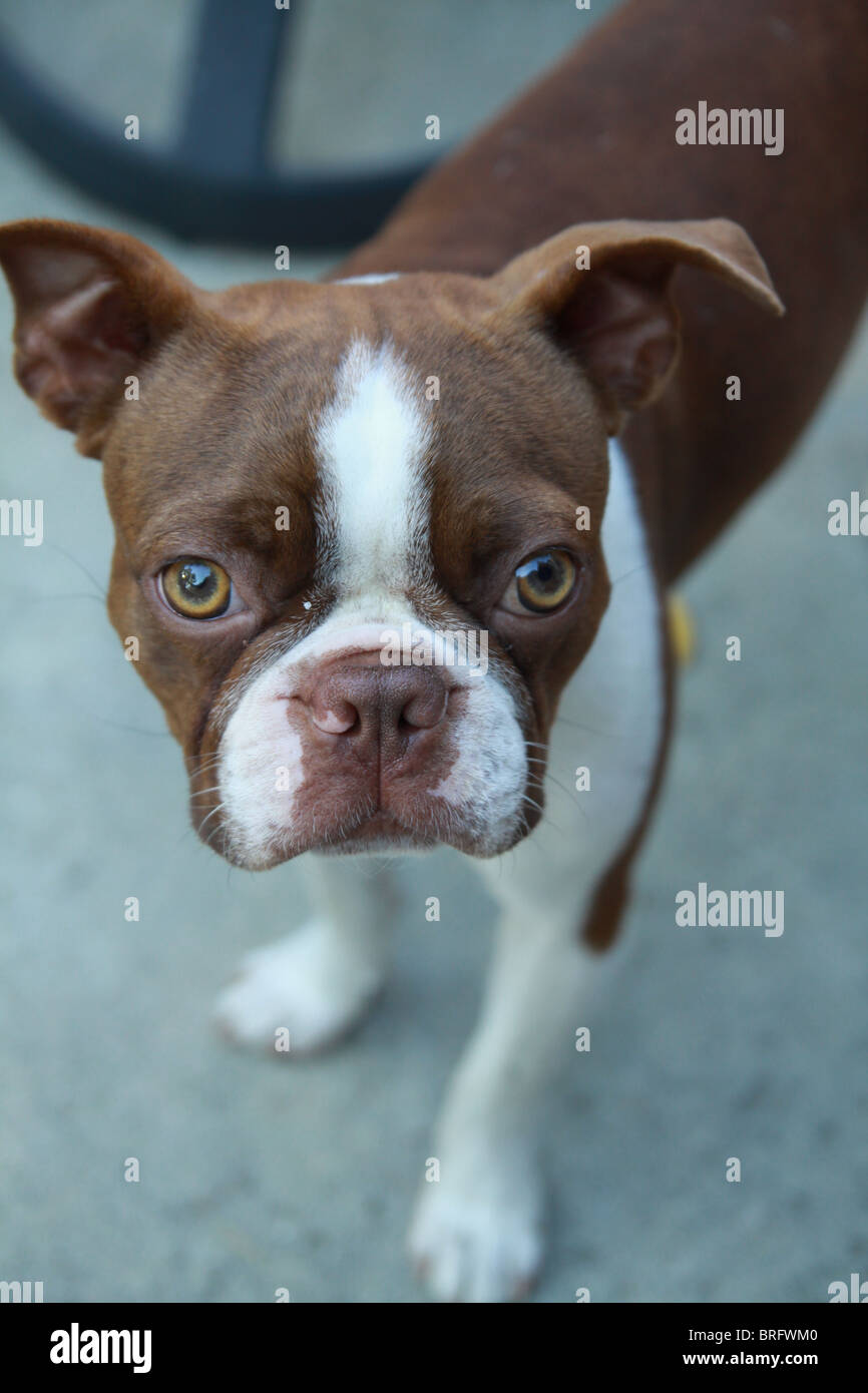 Un gros plan d'un Boston Terrier rouge et blanc. Banque D'Images