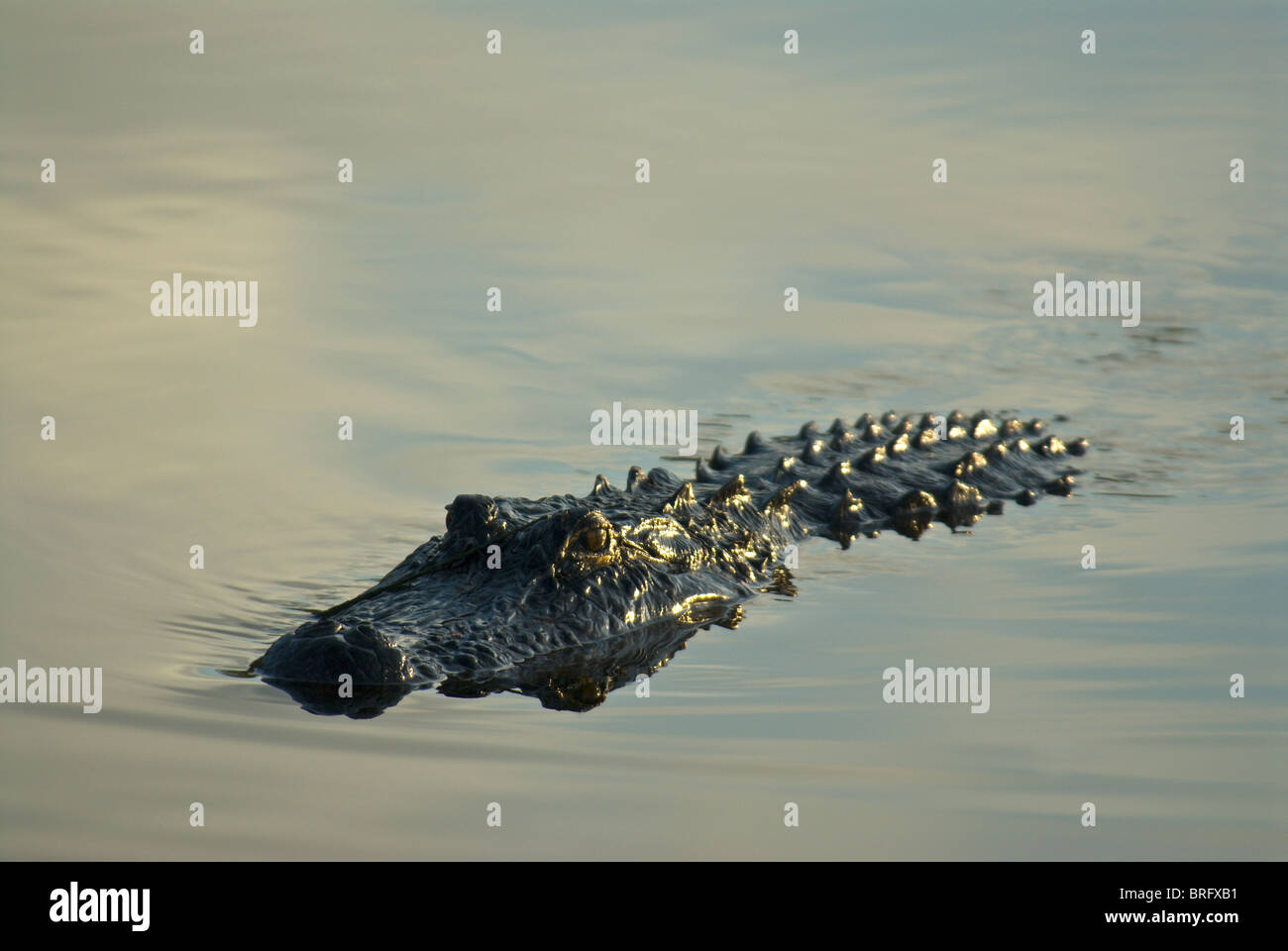 Alligator-Floride-2008 Banque D'Images