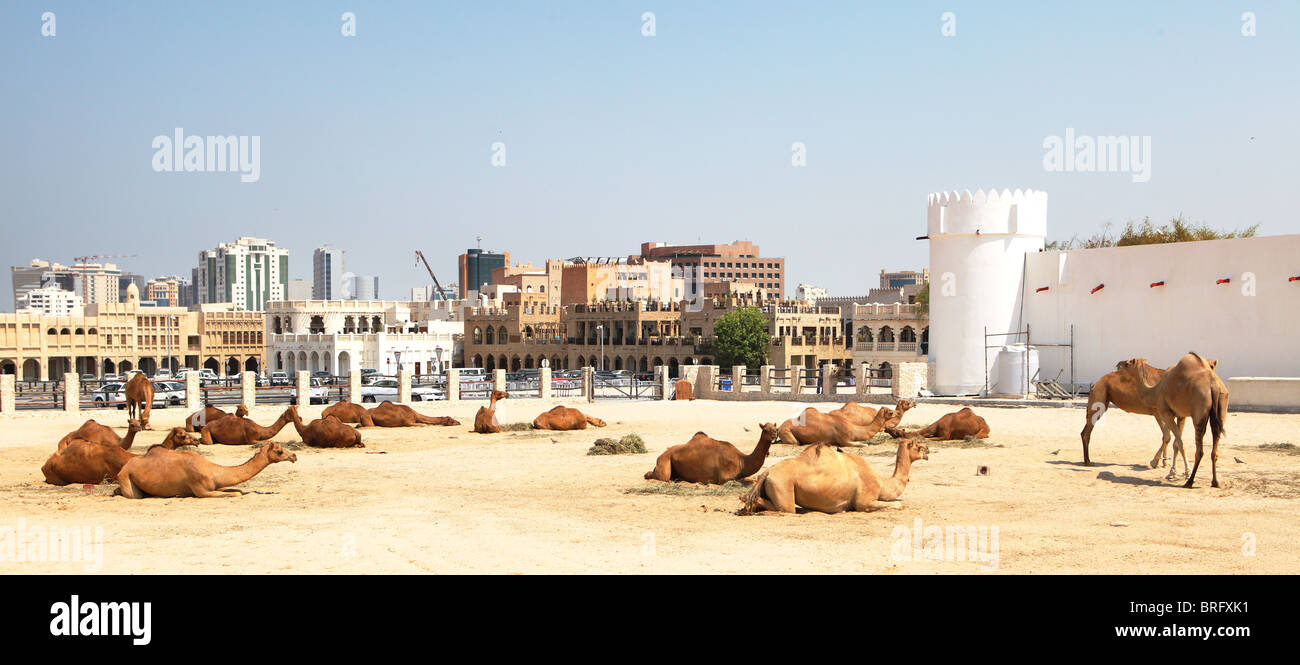 Les chameaux appartenant à la police touristique vous détendre devant le principal souk et fort dans le Centre de Doha, Qatar, Septembre 2010 Banque D'Images