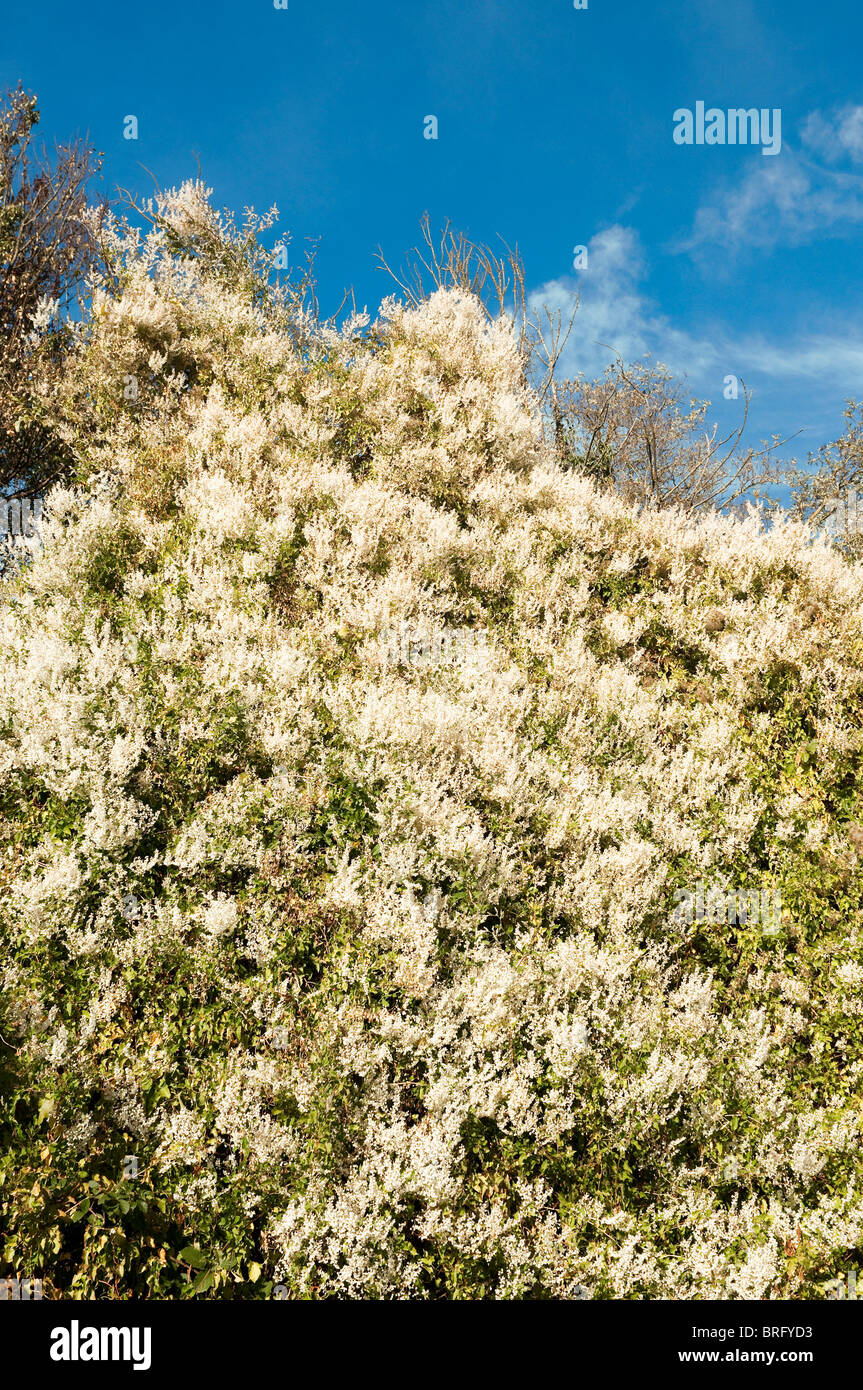 Fallopia baldschuanica russe vine / La montée au dessus de haies mortes - France. Banque D'Images