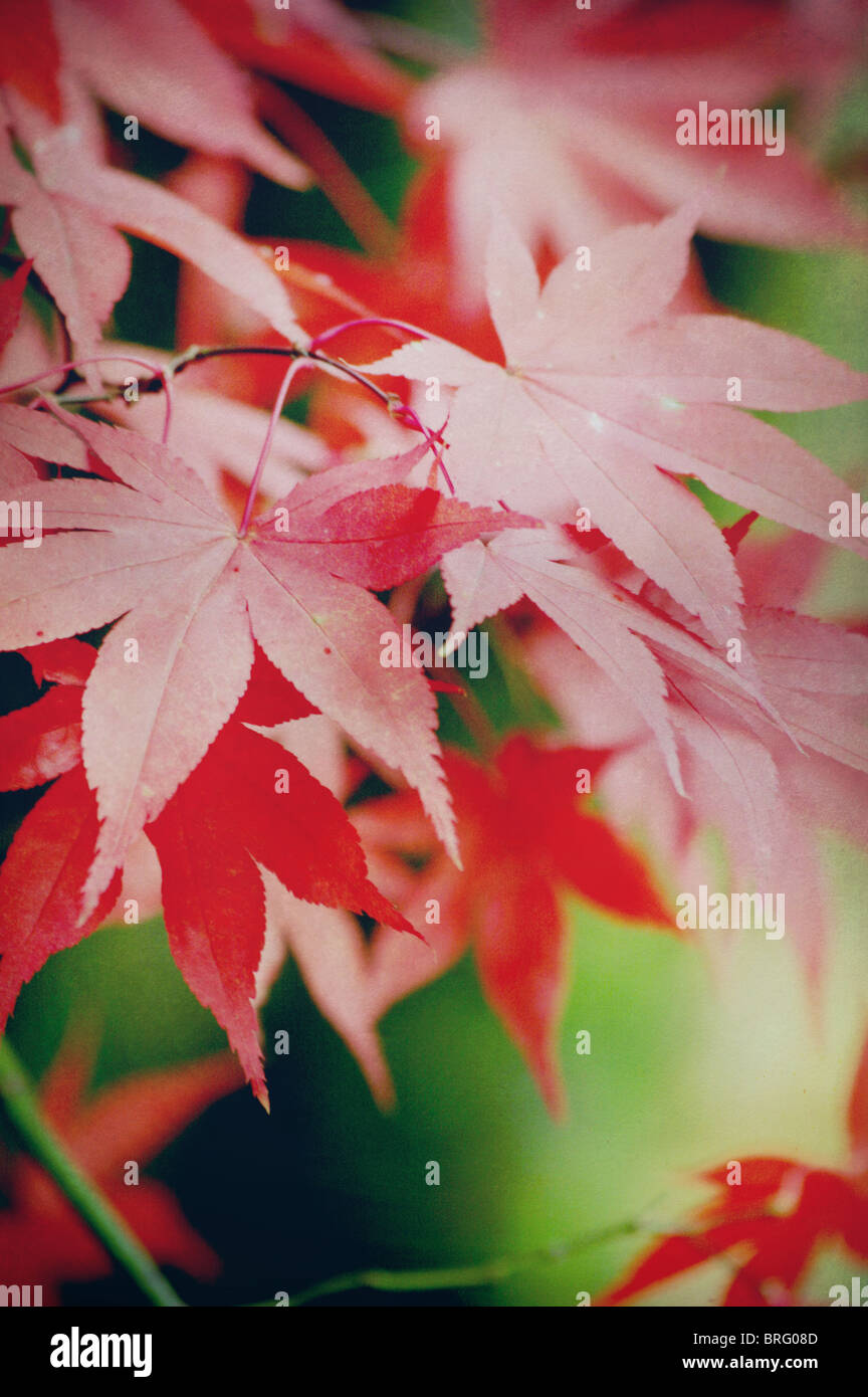 feuilles rouges Banque D'Images