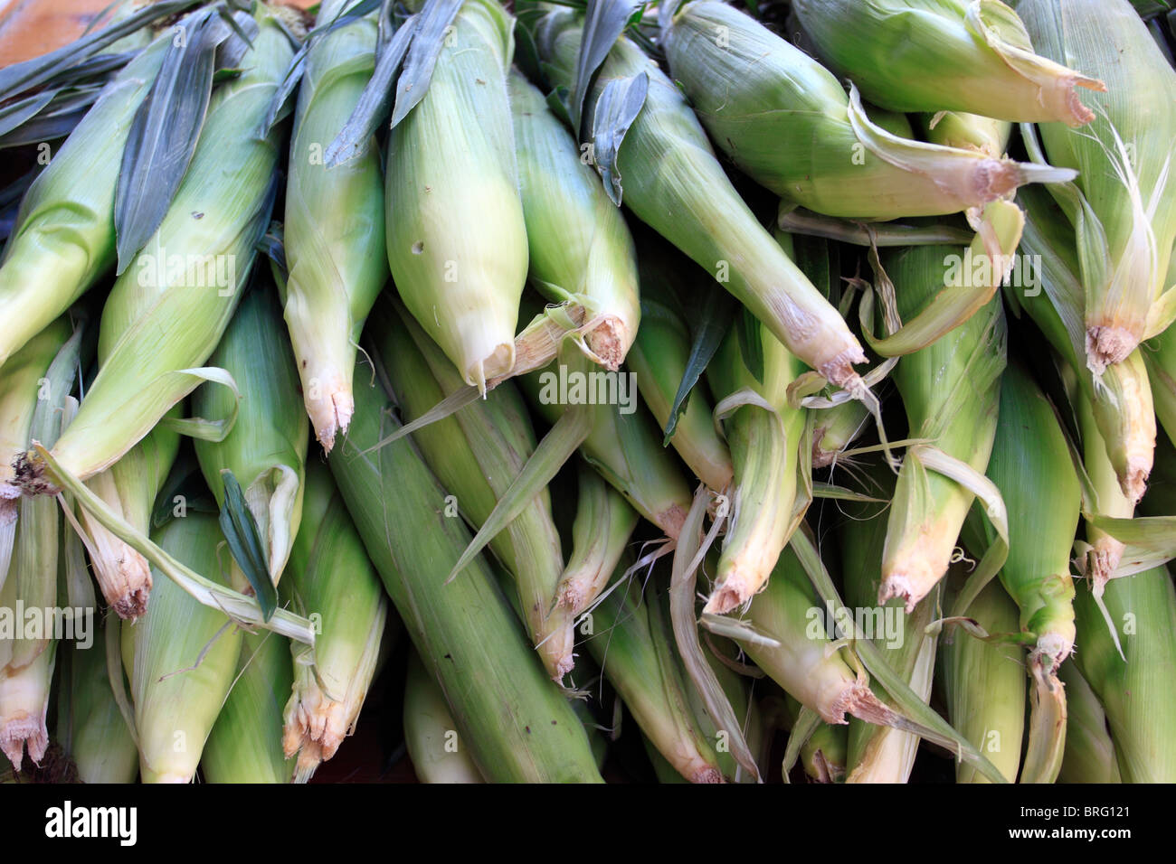 Des épis de maïs à vendre à farmstand sur Long Island NY Banque D'Images