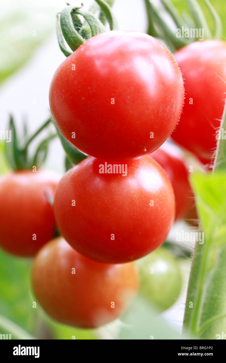 La tomate, Lycopersicon esculentum, jardiniers delight, grandissant dans une serre Banque D'Images