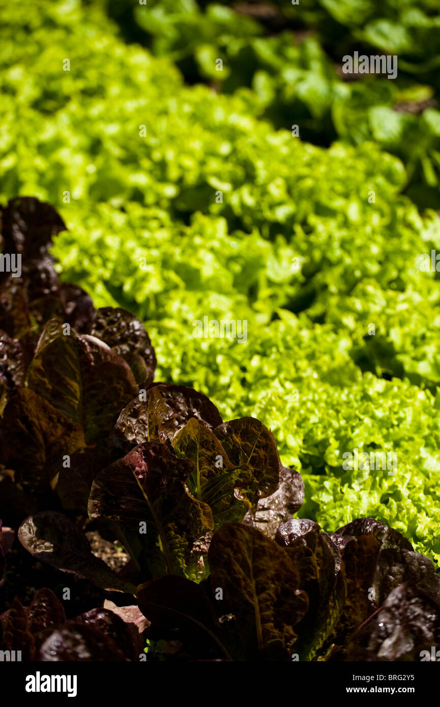 Les laitues au Jardins perdus de Heligan, Cornwall, United Kingdom Banque D'Images