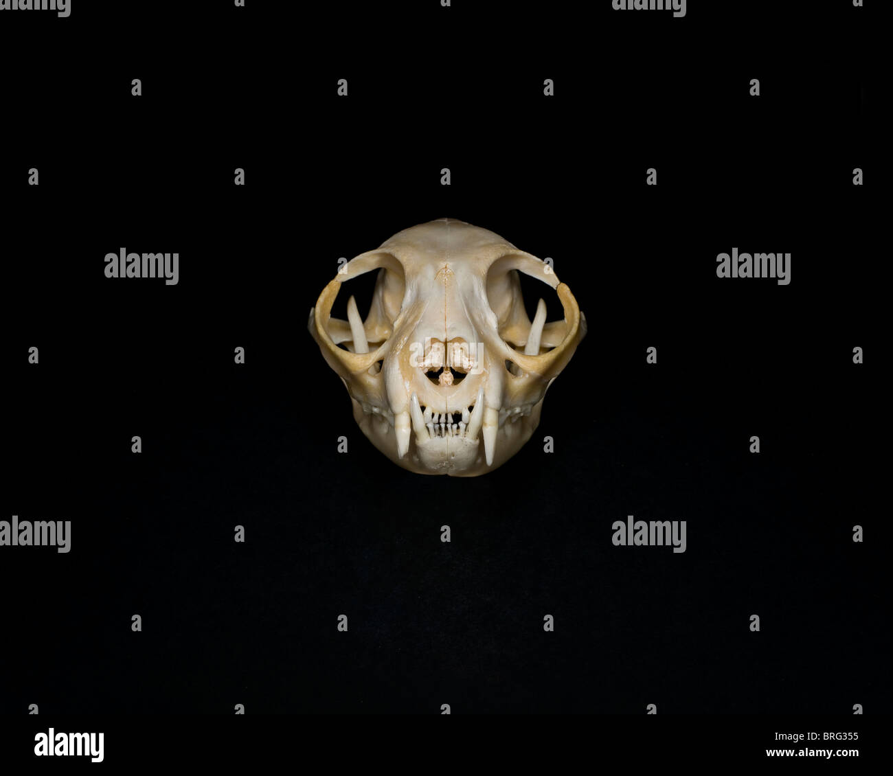 Os De Chat Banque D Image Et Photos Alamy