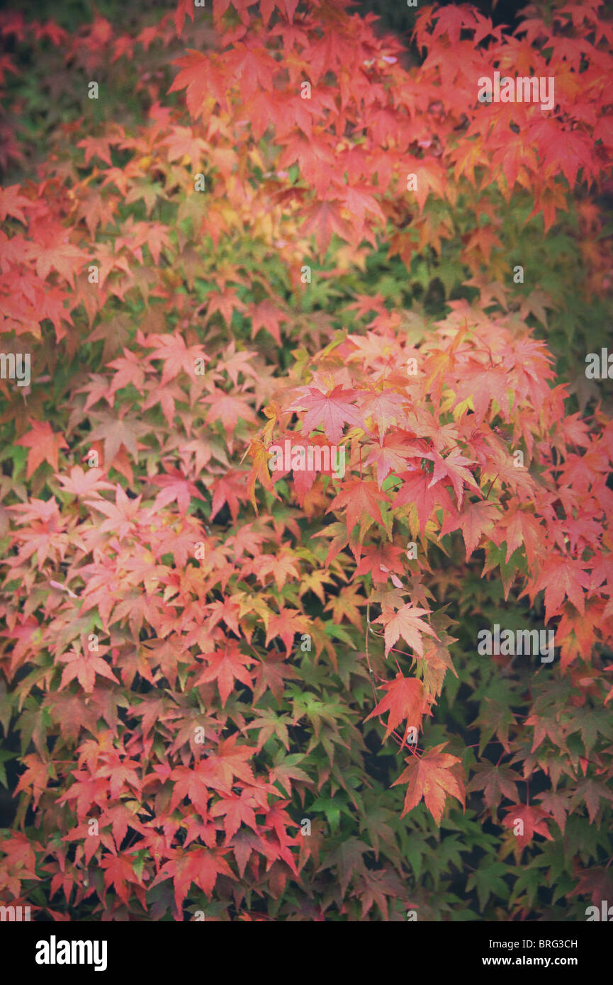 Tourner les feuilles en automne rouge Banque D'Images