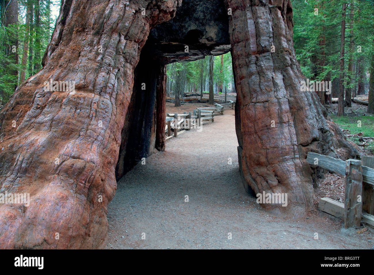 Arbre généalogique du tunnel. Mariposa Grove. Yosemite National Park, Californie Banque D'Images