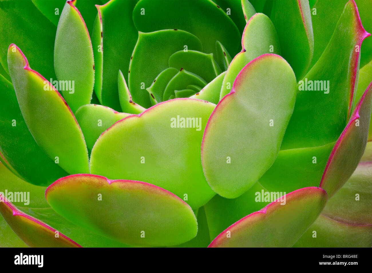 Close up of Aeonium urbicum v. rubra. Jardins d'eau, de l'Oregon Hughes Banque D'Images