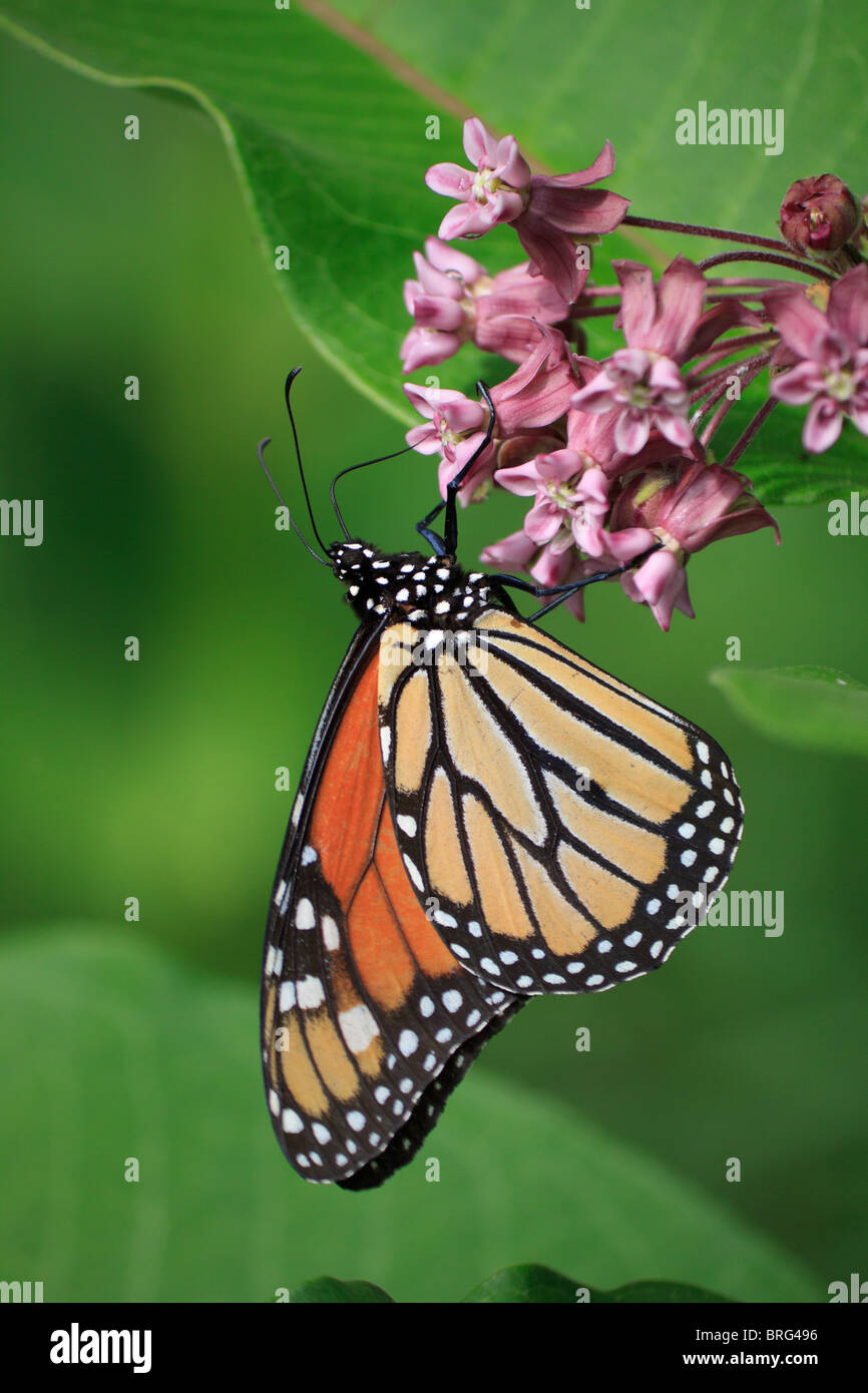 Papillon monarque sur fleur asclépiade Banque D'Images