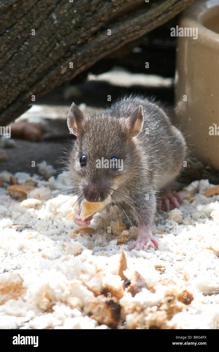 Un jeune rat affiche toutes les compétences d'un Acrobat alors que l'escalade d'une succursale d'atteindre la nourriture sur une table d'oiseaux. Banque D'Images