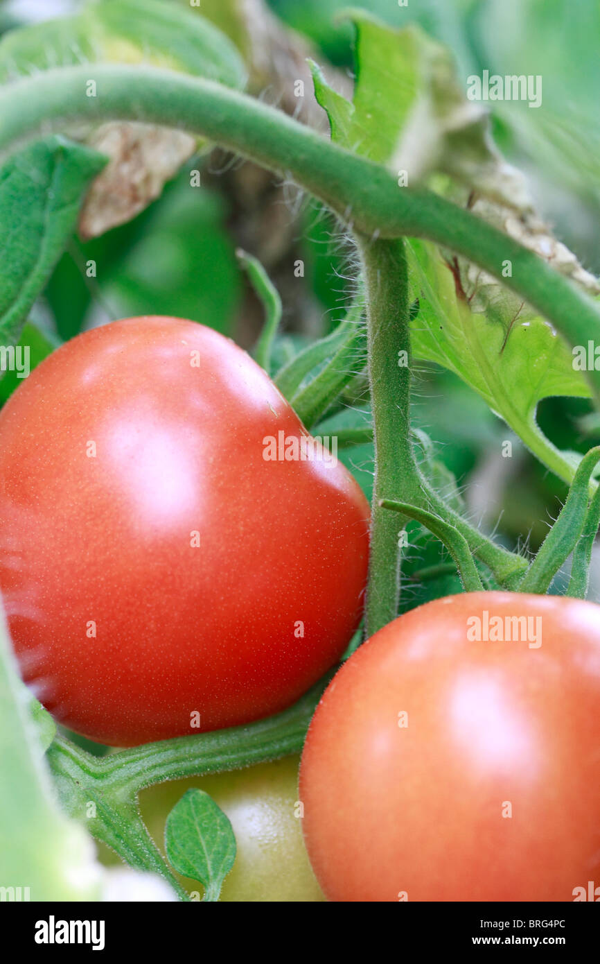 La tomate, Lycopersicon esculentum, jardiniers delight, grandissant dans une serre Banque D'Images
