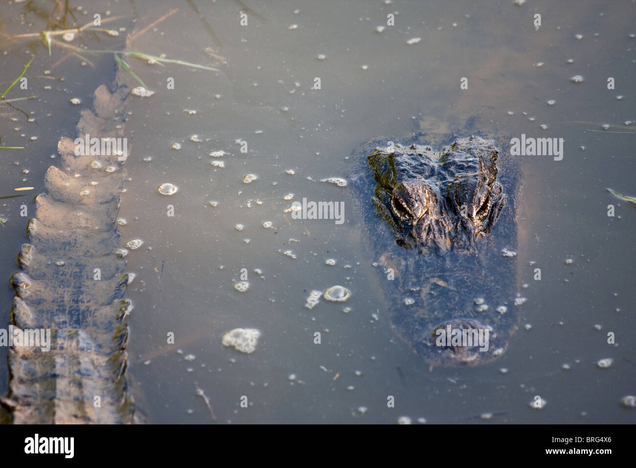 Deux alligators Alligator mississippiensis (américain) dans un canal à