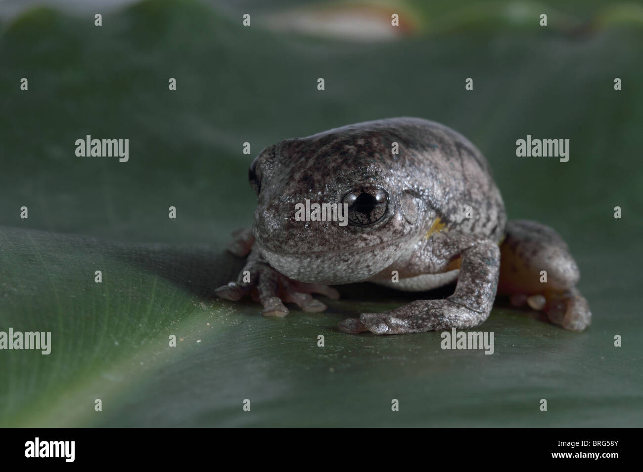 Peron's tree frog Banque D'Images