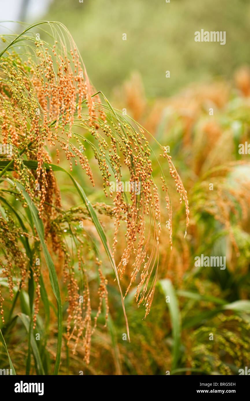 Le millet, Panicum miliaceum, développe à l'Eden Project à Cornwall, Royaume-Uni Banque D'Images