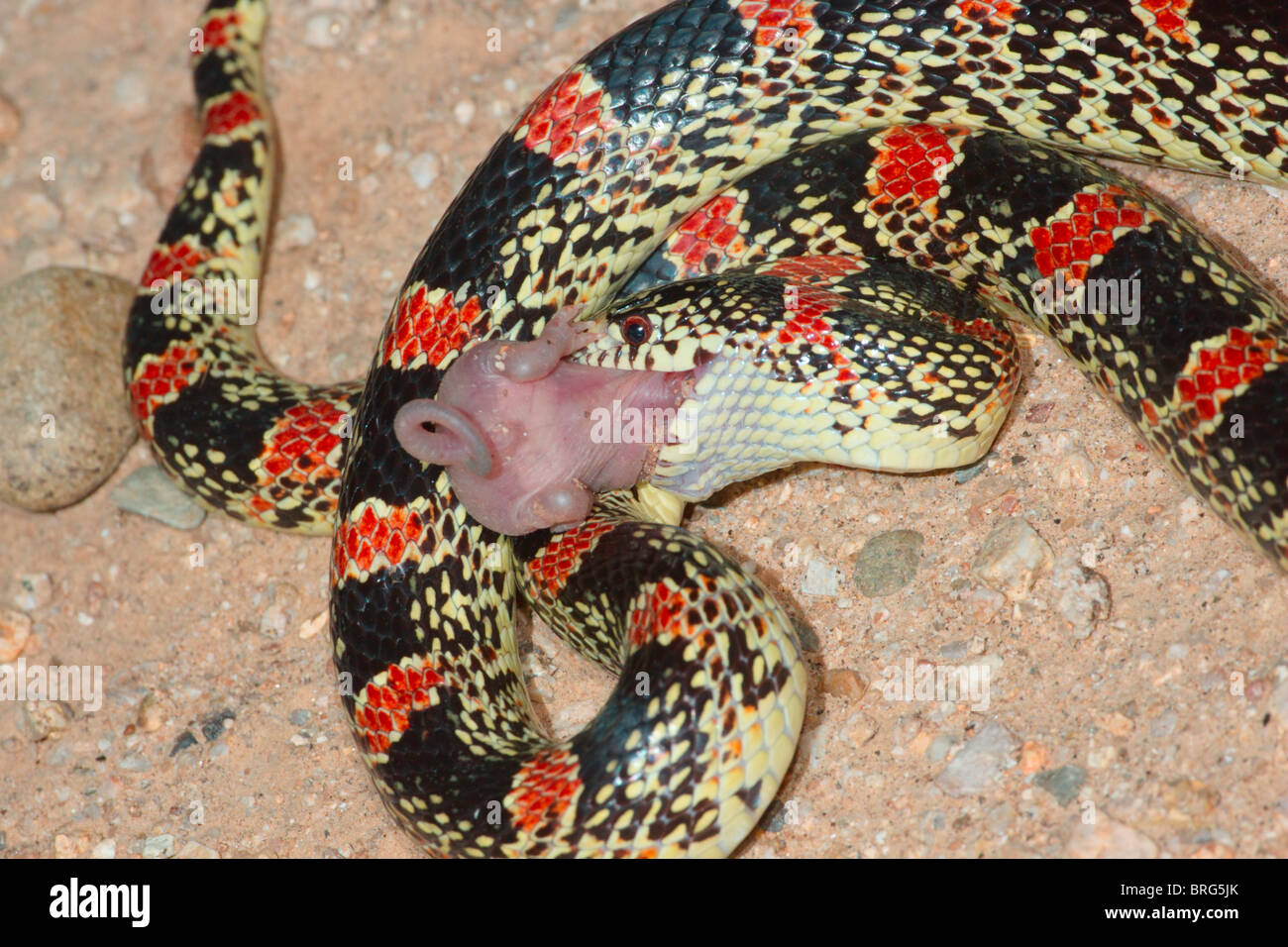 Longue Couleuvre mangeant Rat kangourou bébé. Banque D'Images