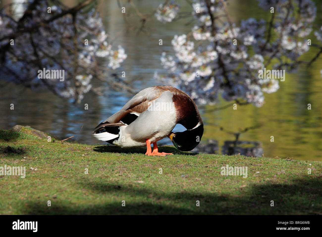 canard Banque D'Images