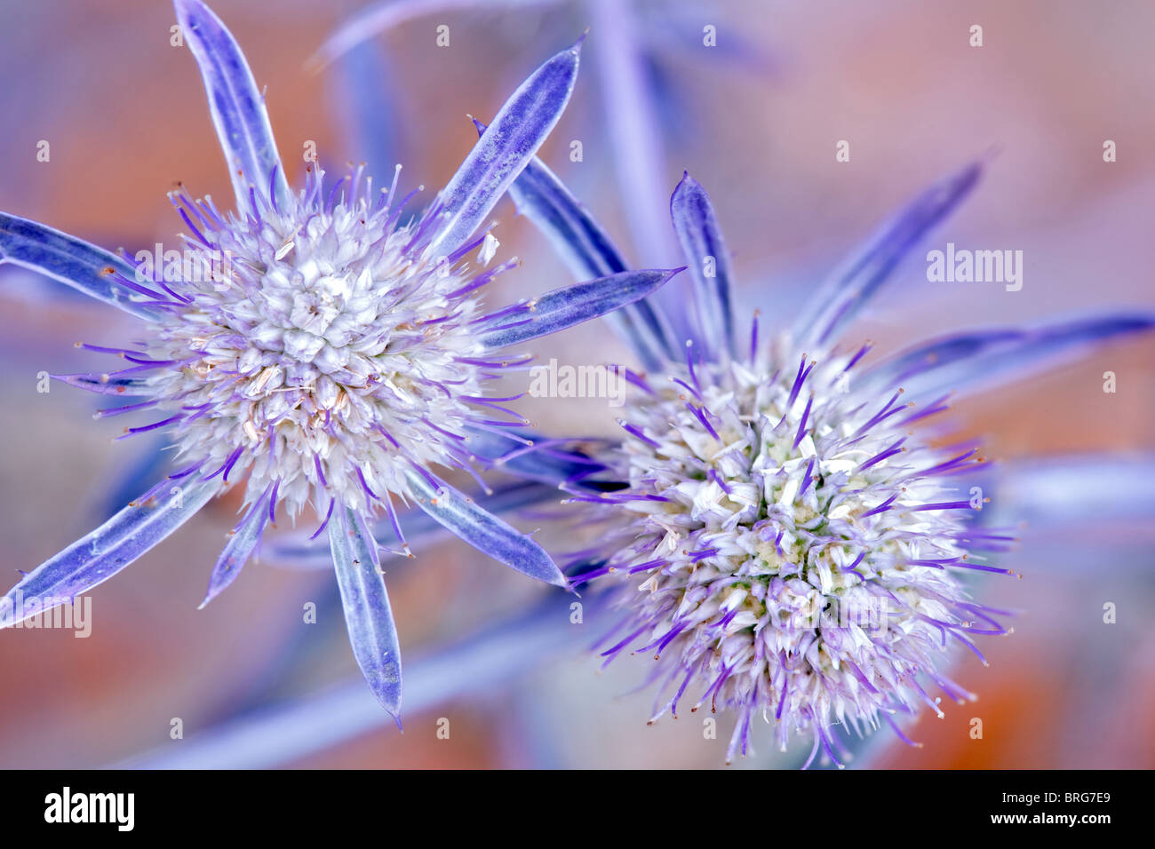 Holly Mer - Jade Frost. Al's Nursery, Oregon Banque D'Images