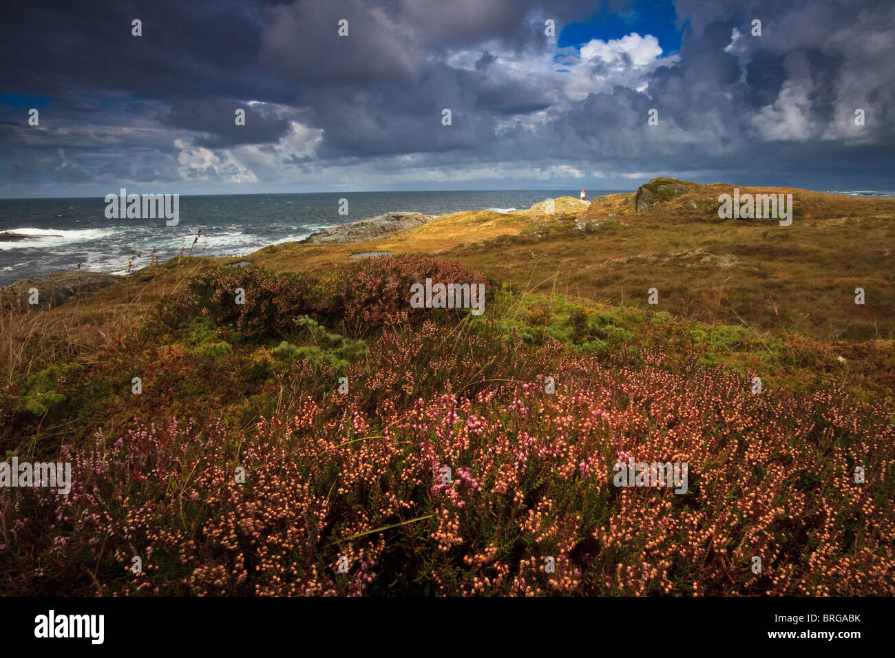 Heather et couleurs d'automne à l'île Runde sur l'Atlantique, côte ouest de la Norvège. Banque D'Images